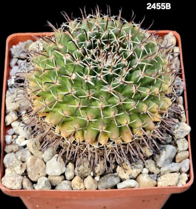 Mammillaria uncinata -P 477 (8x8)-2455B