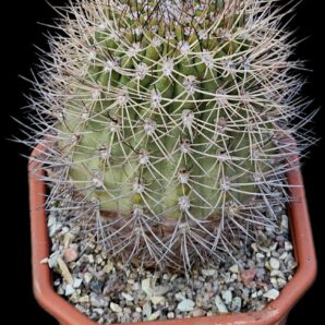 Acanthocalycium aff. thionanthum -Catagate Salta (12x12)- 2457B