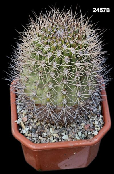 Acanthocalycium aff. thionanthum -Catagate Salta (12x12)- 2457B