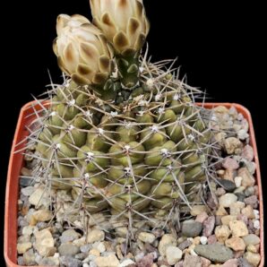 Gymnocalycium borthii -WP 67/285 (8x8)-2458B