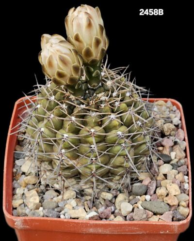 Gymnocalycium borthii -WP 67/285 (8x8)-2458B