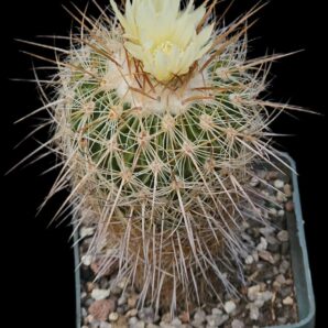 Echinofossulocactus aff. vaupelianus -MG (6x6)-2459B