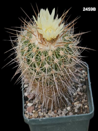 Echinofossulocactus aff. vaupelianus -MG (6x6)-2459B