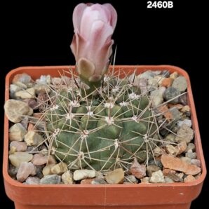 Gymnocalycium lukasikii -JPR 100/237 (6x6)-2460B