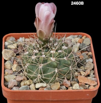 Gymnocalycium lukasikii -JPR 100/237 (6x6)-2460B