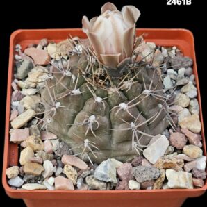 Gymnocalycium capillense var. mucidum GN 383/1281(10x10)- 2461B