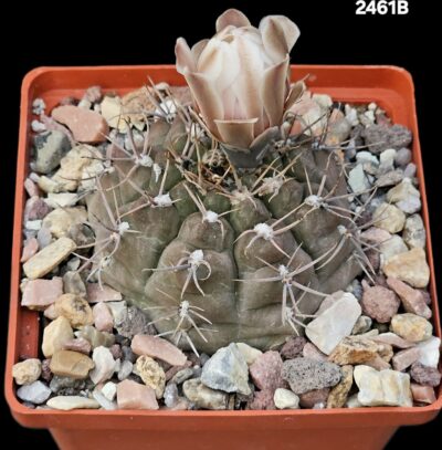 Gymnocalycium capillense var. mucidum GN 383/1281(10x10)- 2461B
