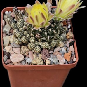 Gymnocalycium andreae var. fechseri -P 378 (7x7)-2462B