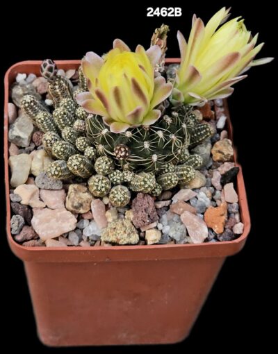 Gymnocalycium andreae var. fechseri -P 378 (7x7)-2462B