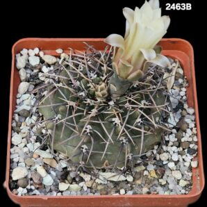 Gymnocalycium sp. -WP 84/113 (8x8)-2463B