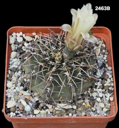 Gymnocalycium sp. -WP 84/113 (8x8)-2463B