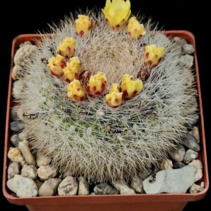 Weingartia platygona (10x10)-2464B