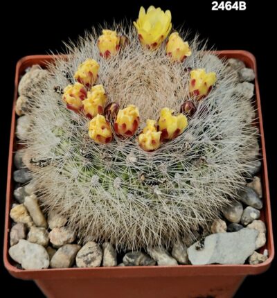 Weingartia platygona (10x10)-2464B