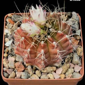Gymnocalycium anisitsii (fa. scarlet) (8x8)-2465B