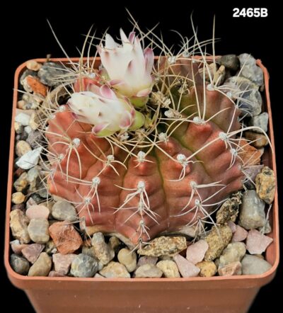 Gymnocalycium anisitsii (fa. scarlet) (8x8)-2465B