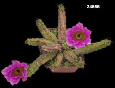 Echinocereus pentalophus (10x10)-2466B - Зображення 2