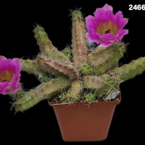 Echinocereus pentalophus (10x10)-2466B