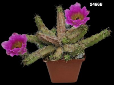 Echinocereus pentalophus (10x10)-2466B