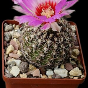 Thelocactus bicolor var. schwarzii (8x8)-2467B