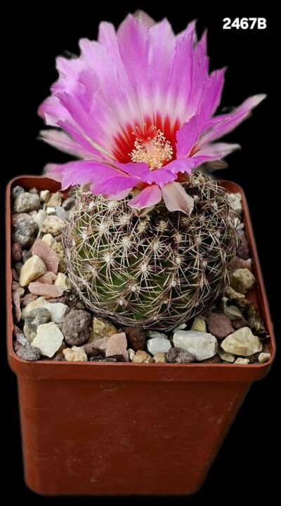 Thelocactus bicolor var. schwarzii (8x8)-2467B