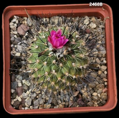 Gymnocactus viereckii (8x8)-2468B - Зображення 2