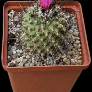 Gymnocactus viereckii (8x8)-2468B