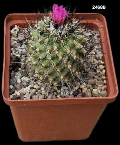 Gymnocactus viereckii (8x8)-2468B