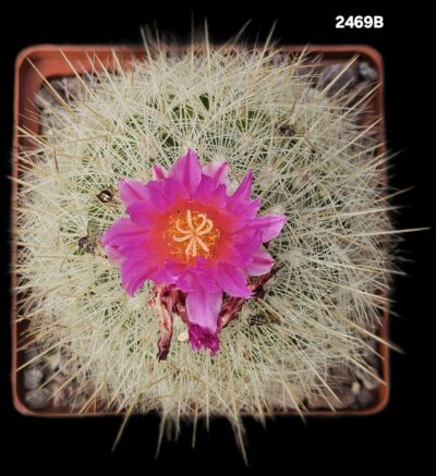 Thelocactus macdowellii (10x10)-2469B - Зображення 2