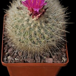 Thelocactus macdowellii (10x10)-2469B