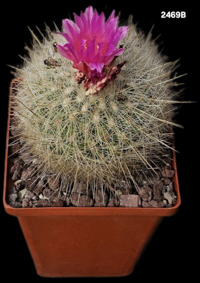 Thelocactus macdowellii (10x10)-2469B