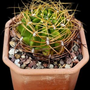 Gymnocalycium monvillei var. Steineri (12x12)-2470B