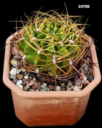 Gymnocalycium monvillei var. Steineri (12x12)-2470B