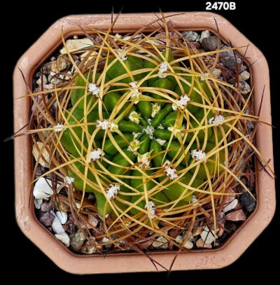 Gymnocalycium monvillei var. Steineri (12x12)-2470B - Зображення 2