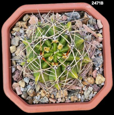 Gymnocalycium achirasense var. orientale (12x12)-2471B - Зображення 2