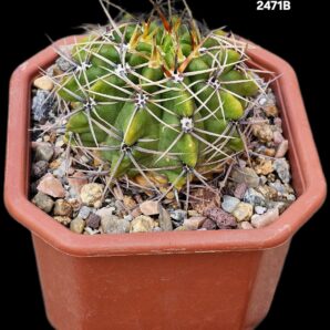 Gymnocalycium achirasense var. orientale (12x12)-2471B