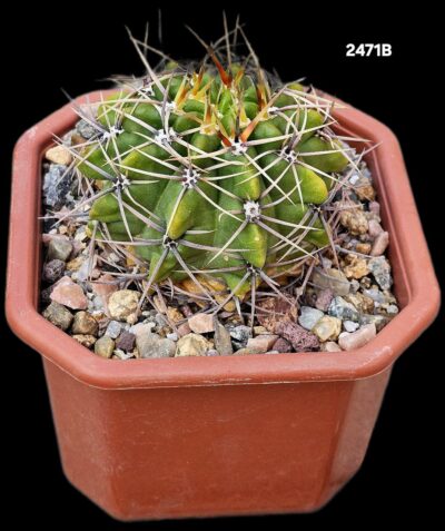 Gymnocalycium achirasense var. orientale (12x12)-2471B