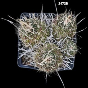 Echinofossulocactus phyllacanthus (`caespitosa`) (12x12)- 2472B