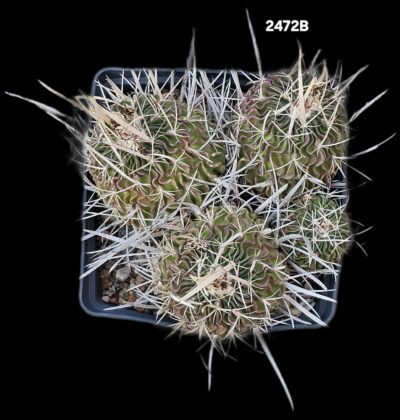 Echinofossulocactus phyllacanthus (`caespitosa`) (12x12)- 2472B