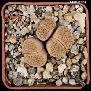 Lithops fulviceps -C 221 (3h)(5x5)-2473(266)