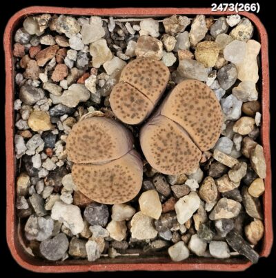 Lithops fulviceps -C 221 (3h)(5x5)-2473(266)