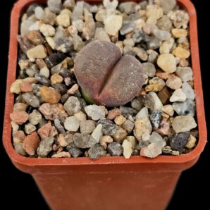 Conophytum dinteri (red fa.) -MG 1791 (5x5)-2474(167)