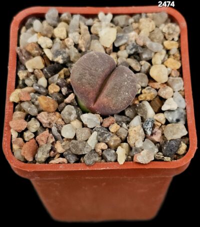 Conophytum dinteri (red fa.) -MG 1791 (5x5)-2474(167)