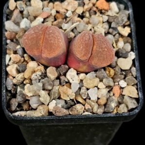 Conophytum dinteri (Opthalmophyllum) -SH 359, MG 1791.3 (2h)(5x5)-2475(221)