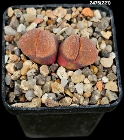 Conophytum dinteri (Opthalmophyllum) -SH 359, MG 1791.3 (2h)(5x5)-2475(221)