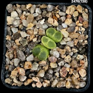 Conophytum limpidum - SH 385 (3h)(5x5)-2476(138)
