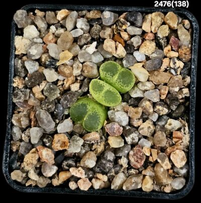 Conophytum limpidum - SH 385 (3h)(5x5)-2476(138)