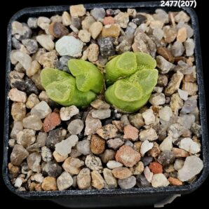 Conophytum limpidum - Aggeneys, COP 314 (4h)-2477(207)