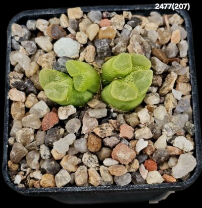 Conophytum limpidum - Aggeneys, COP 314 (4h)-2477(207)