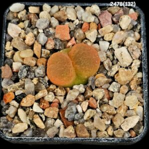 Conophytum maughanii -Hester Malan, MG (5x5)-2478(132)