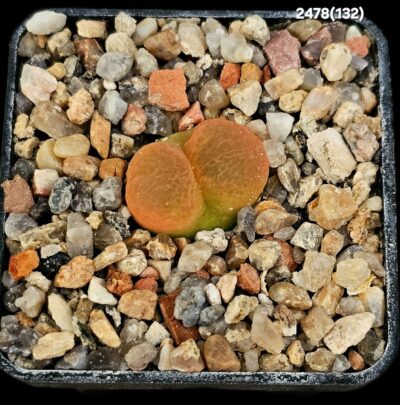 Conophytum maughanii -Hester Malan, MG (5x5)-2478(132)